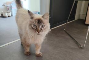 Discovery alert Cat Unknown Rochefort France