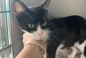 Discovery alert Cat miscegenation Female Vallet France
