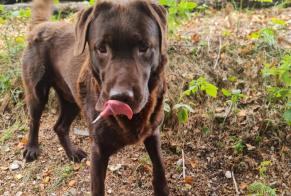 Discovery alert Dog  Male , 6 years Les Hôpitaux-Neufs France