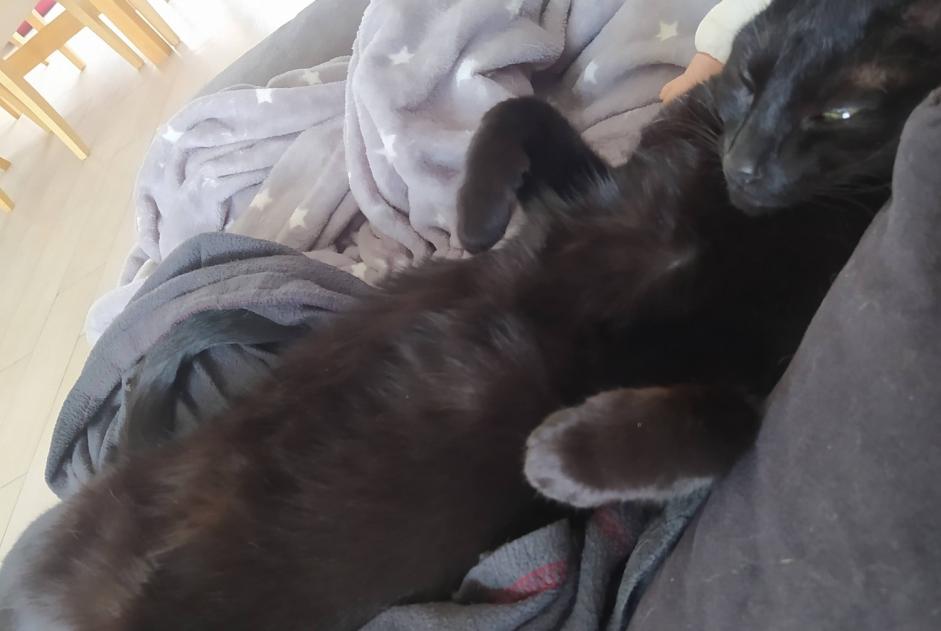 Disappearance alert Cat Female , 3 years Sartilly-Baie-Bocage France