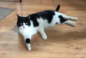 Disappearance alert Cat Female , 16 years Cognac France