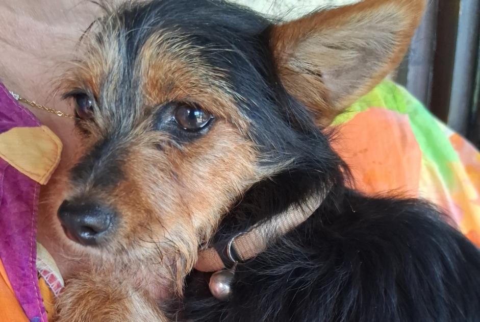 Discovery alert Dog miscegenation Male Étauliers France