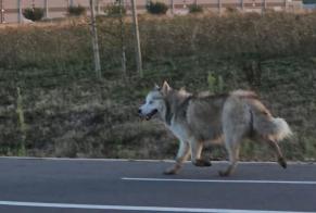 Discovery alert Dog  Male , 3 years Dunkerque France