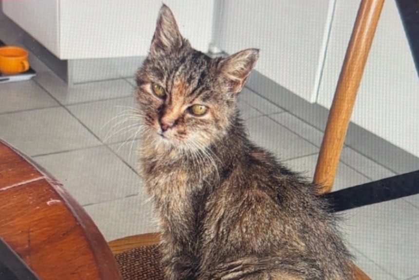 Disappearance alert Cat  Female , 17 years Cannes France