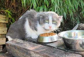 Discovery alert Cat Unknown Labourse France