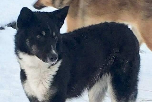 Disappearance alert Dog  Female , 7 years Saint-Sylvain France