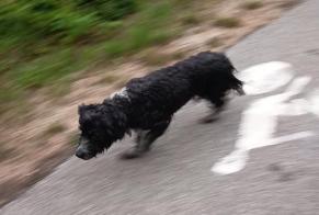 Discovery alert Dog Male Beure France
