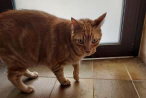 Discovery alert Cat miscegenation Unknown , 4 years Montpellier France