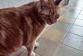 Discovery alert Cat miscegenation Unknown , 4 years Montpellier France