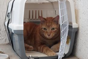 Discovery alert Cat miscegenation Unknown , 4 years Montpellier France