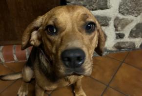 Discovery alert Dog  Female Tinchebray-Bocage France