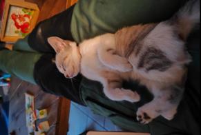 Disappearance alert Cat Female , 1 years Saint-Mars-du-Désert France