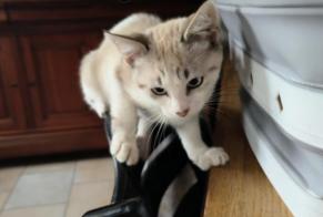 Disappearance alert Cat Female , 1 years Saint-Mars-du-Désert France