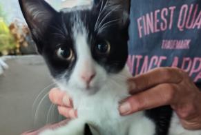 Discovery alert Cat Unknown Beaussais-sur-Mer France