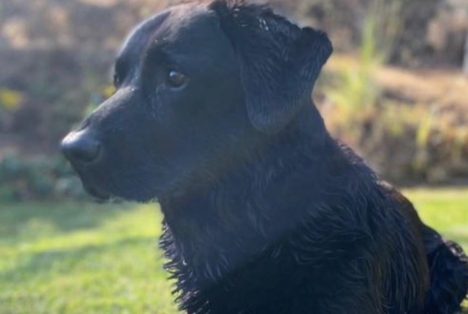 Disappearance alert Dog  Male , 14 years Saint-Gildas-des-Bois France