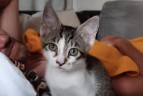 Disappearance alert Cat Female , 0 years Lauris France