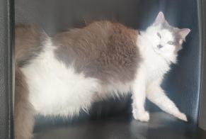 Disappearance alert Cat Female , 1 years Landerneau France