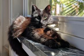 Disappearance alert Cat Male , 6 years Mouguerre France