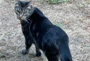 Disappearance alert Cat  Female , 8 years Arcomps France