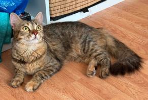 Discovery alert Cat Female Montpellier France