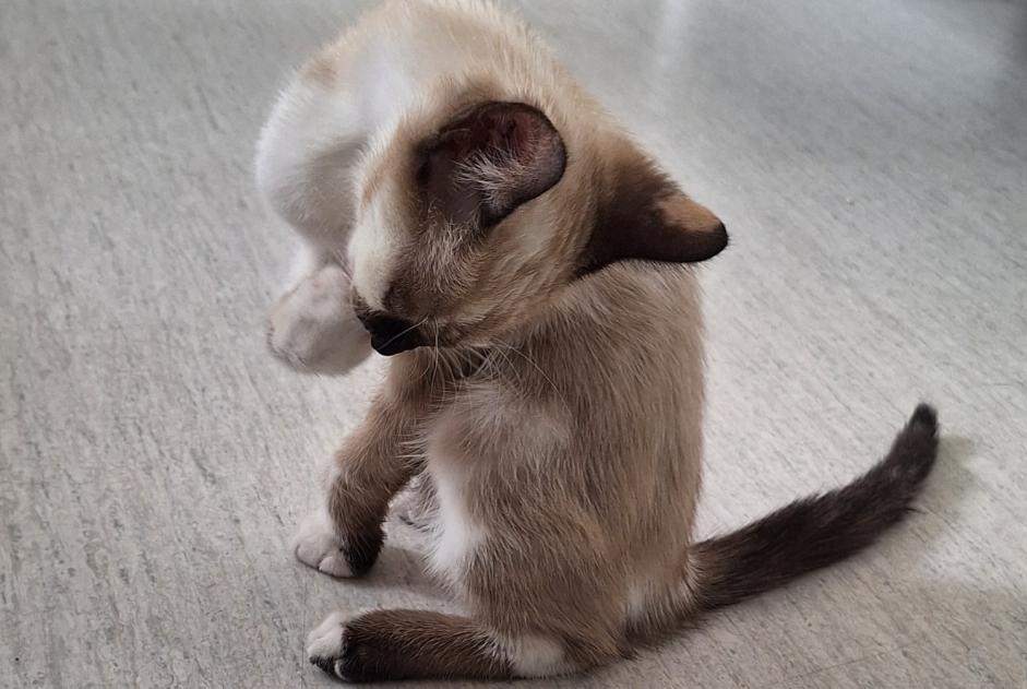Discovery alert Cat Unknown Colomiers France