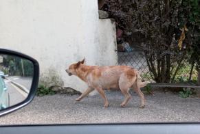 Discovery alert Dog Female Thônes France