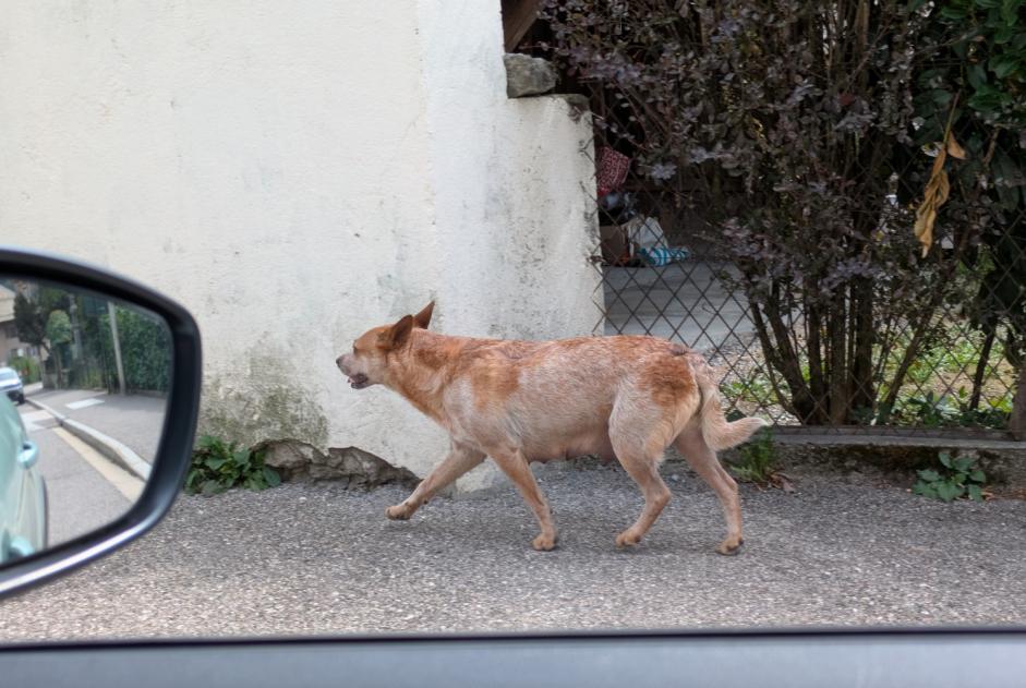 Discovery alert Dog Female Thônes France