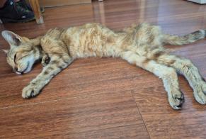 Discovery alert Cat Female , 12 years Nice France
