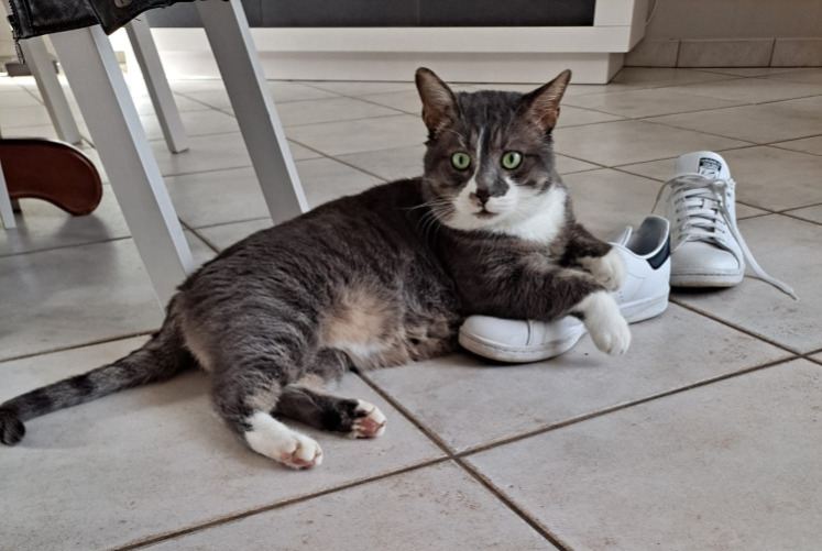 Disappearance alert Cat  Male , 5 years Brax France