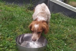 Discovery alert Dog  Male Plouédern France