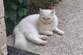 Discovery alert Cat Unknown Sceaux France