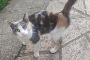 Discovery alert Cat  Female Mainvilliers France