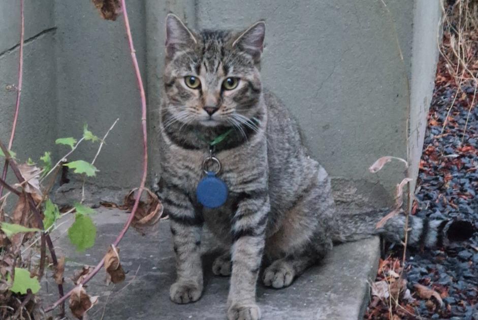Discovery alert Cat Male Serémange-Erzange France