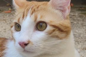 Disappearance alert Cat Male , 1 years Marseille France