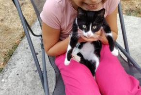 Discovery alert Cat Unknown Erdeven France