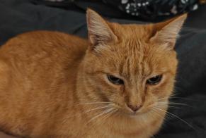 Disappearance alert Cat Male , 11 years Taulé France