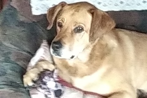 Disappearance alert Dog  Male , 16 years Callen France