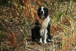 Discovery alert Dog  Unknown Chauvigné France