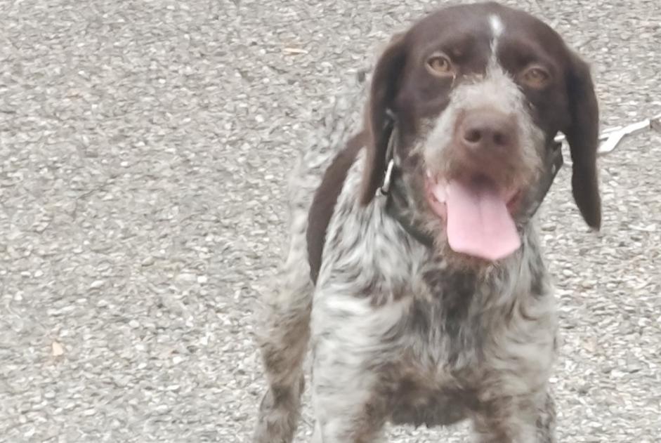Discovery alert Dog Male Andrézieux-Bouthéon France