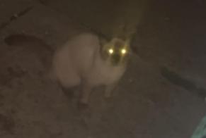 Discovery alert Cat Unknown Cannes France
