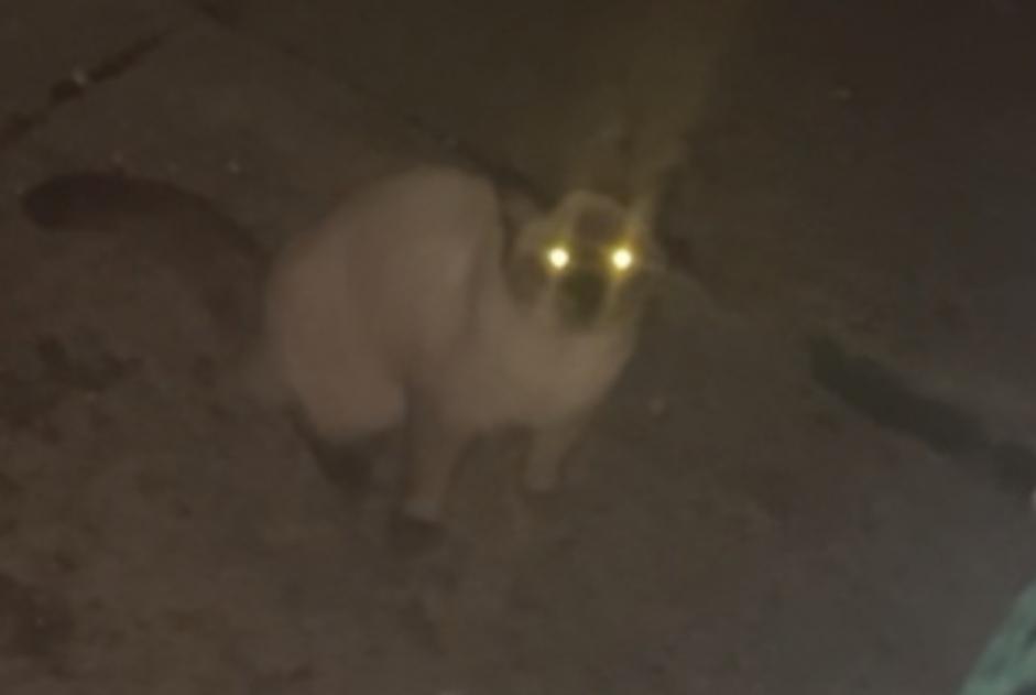 Discovery alert Cat Unknown Cannes France