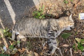 Discovery alert Cat Unknown Cournon-d'Auvergne France