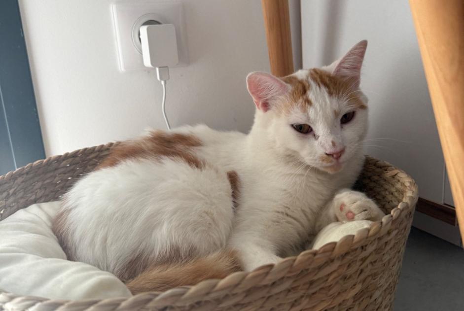 Disappearance alert Cat Male , 1 years Sainte-Livrade-sur-Lot France
