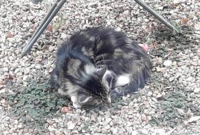 Discovery alert Cat Male Beauche France