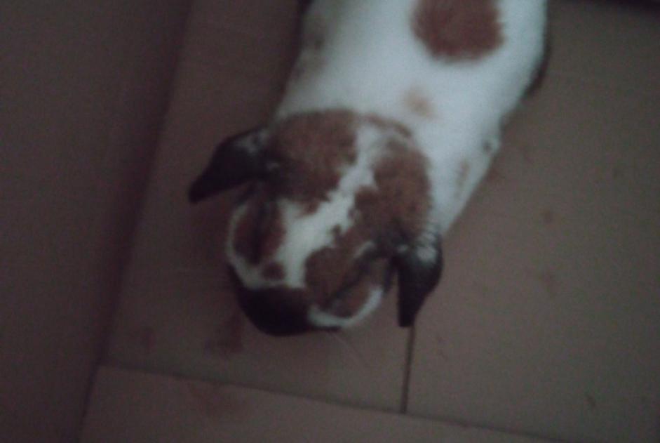 Discovery alert Rabbit Unknown Saint-Dié-des-Vosges France