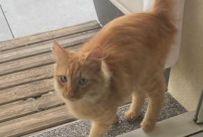 Discovery alert Cat Male Teilhet France
