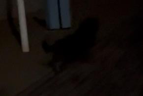 Discovery alert Dog Unknown Trouville-sur-Mer France