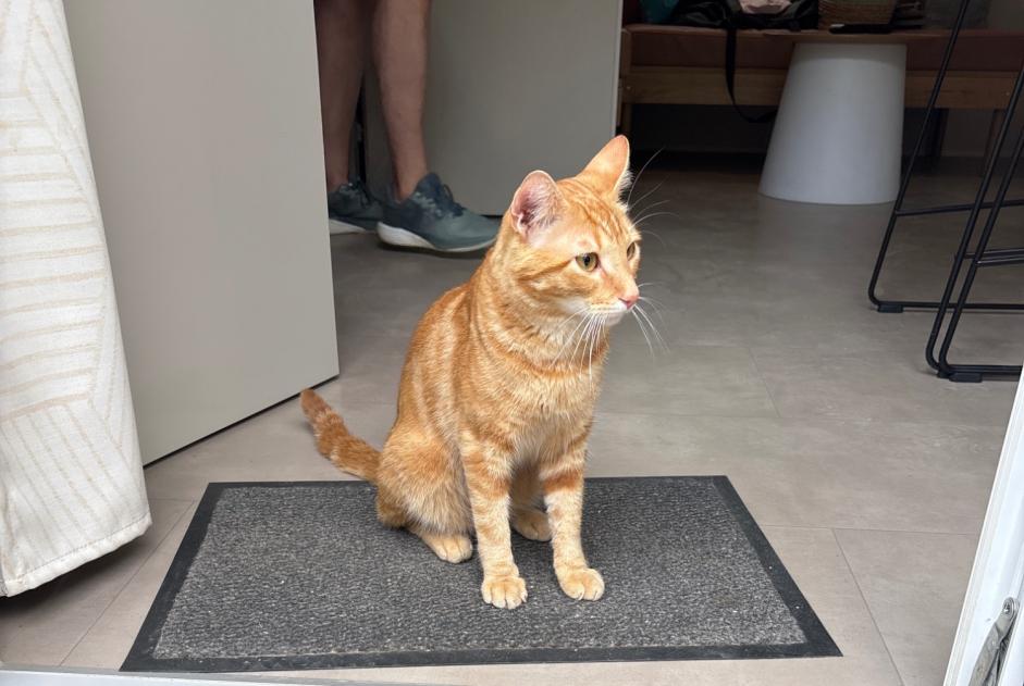 Discovery alert Cat Male Privas France