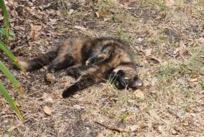 Disappearance alert Cat Female , 3 years Bordeaux France