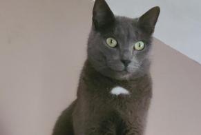 Disappearance alert Cat miscegenation Male , 5 years Vineuil France